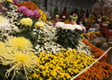오비히로 국화꽃 축제