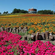 Flower Garden - Hana Tento