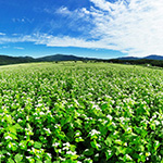 Soba Village Horokanai