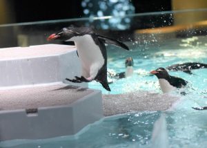 Read more about the article 삿포로에 있는 도시형 수족관, AOAO SAPPORO 소개