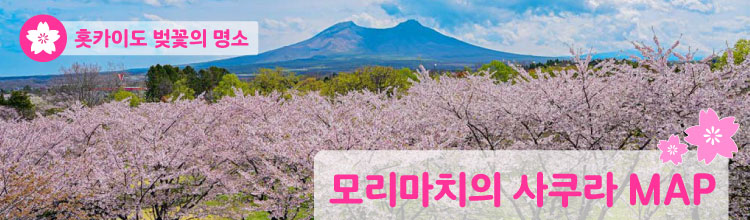 벚꽃 지도를 보다