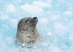 Read more about the article 오타루수족관　2022년12월17일 동절 영업이 시작됩니다.