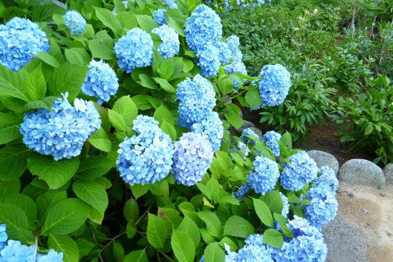 오타루 귀빈관 구 아오야마 별저 아지사이엔