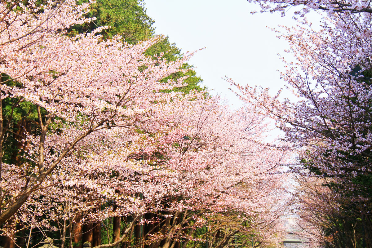 마루야마 공원(삿포로)