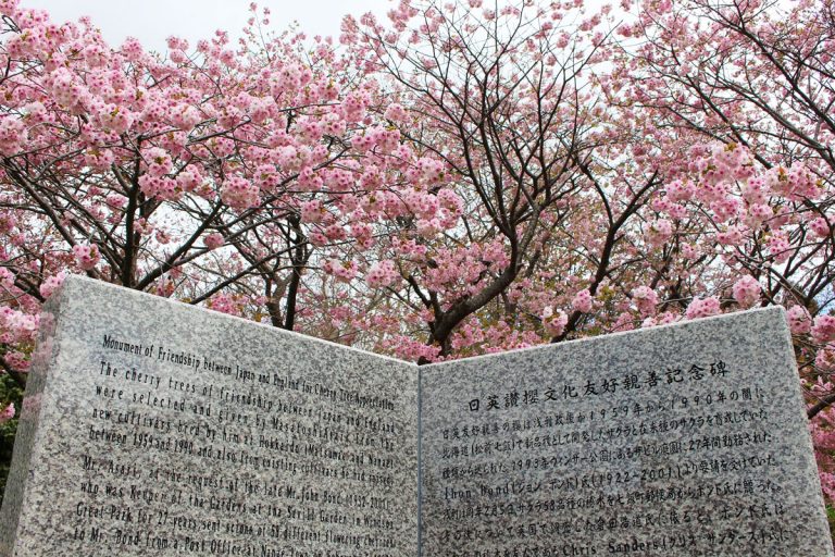 일영찬벚꽃문화우호친선기념비(마쓰마에)